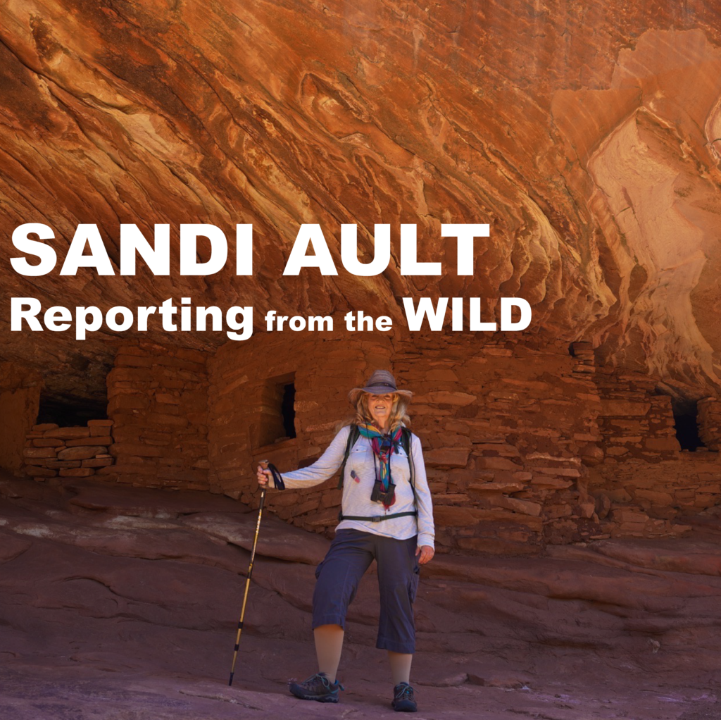 Sandi Ault - Reporting from the Wild